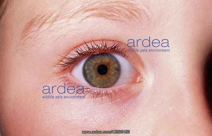 : GirlIs EYE - close-up of single hazel eye : GirlIs EYE - close-up of single hazel eye