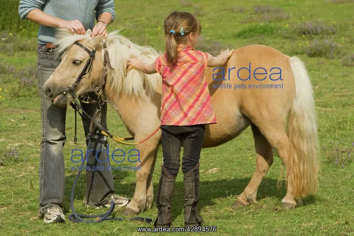  : Girls grooming Shetland Pony