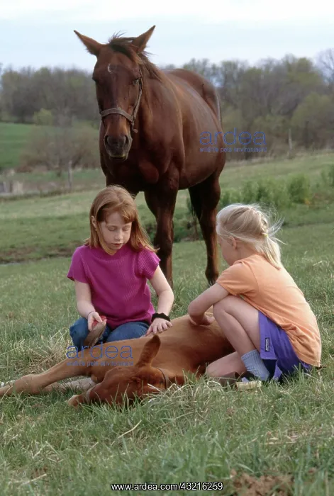 : Girls with Horses : Girls with Horses