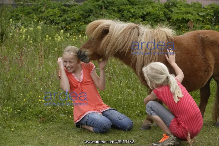 : Girls playing with their pony Frisia Netherlands : Girls playing with their pony Frisia Netherlands