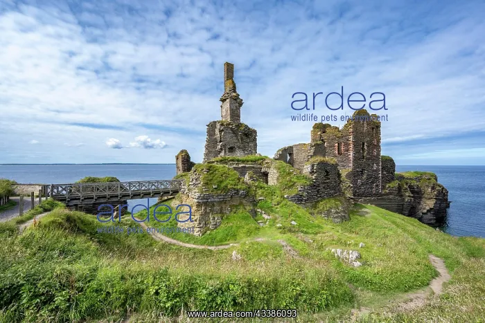 : Girnigoe and Sinclair Castle, Rock Castle on the N : Girnigoe and Sinclair Castle, Rock Castle on the N