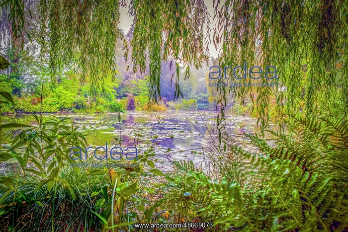: Giverny, France. Landscape view of Claude Monet's famous : Giverny, France. Landscape view of Claude Monet's famous