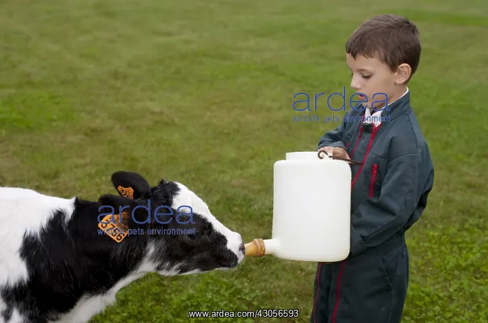  : Giving the child a bottle to a Holstein Calf