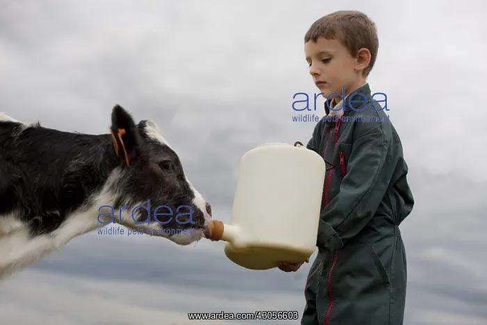 : Giving the child a bottle to a Holstein Calf : Giving the child a bottle to a Holstein Calf
