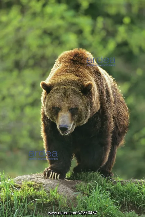  : Gizzly Bear portrait - Rocky mountains