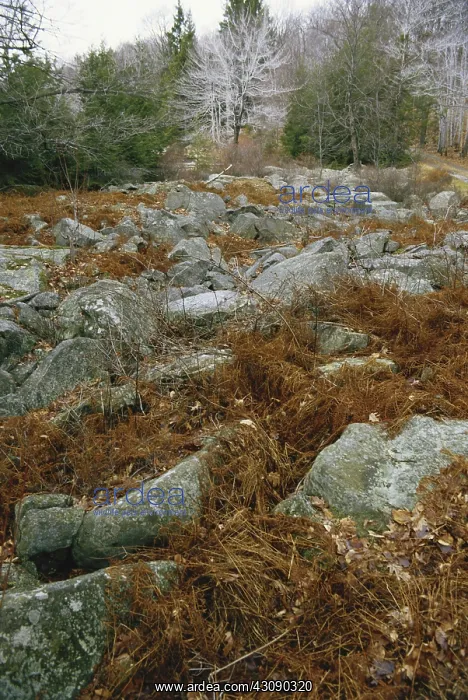 : Glacial Boulder Field : Glacial Boulder Field