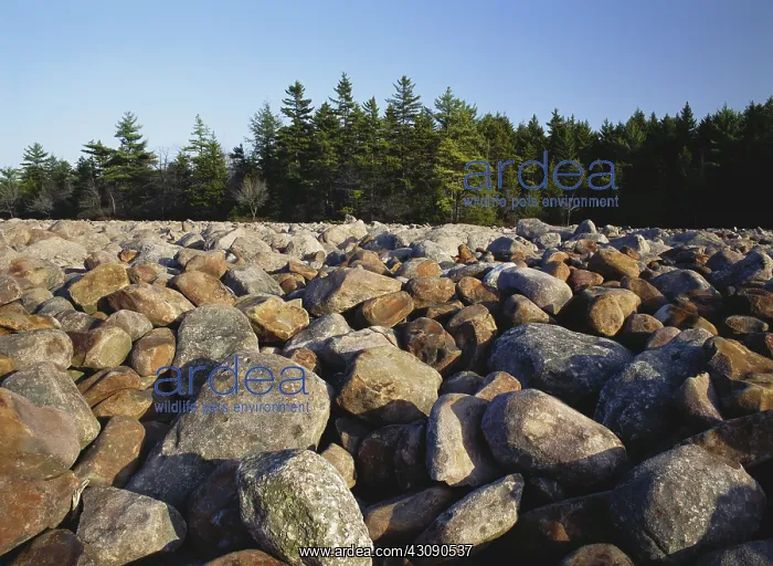 : Glacial Boulder Field : Glacial Boulder Field