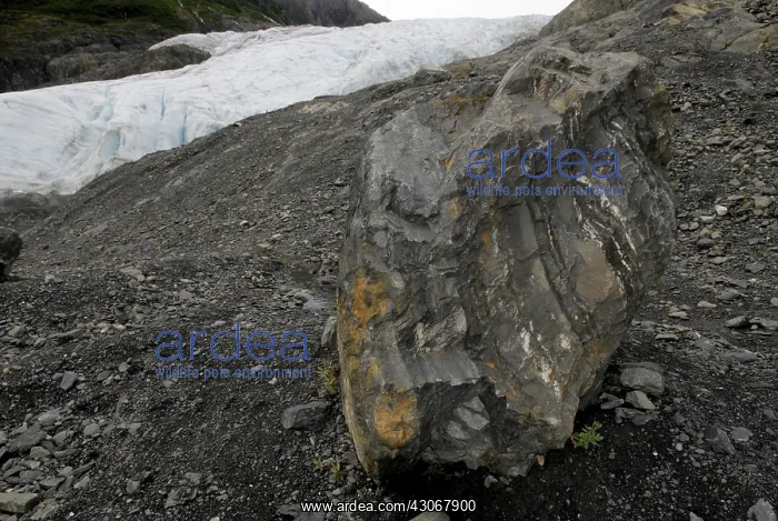 : Glacial Erratic : Glacial Erratic