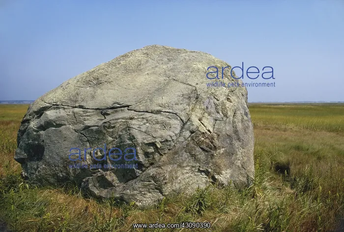 : Glacial Erratic, Cape Cod : Glacial Erratic, Cape Cod