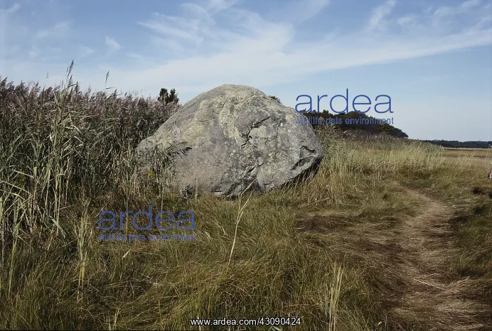 : Glacial Erratic, Cape Cod : Glacial Erratic, Cape Cod