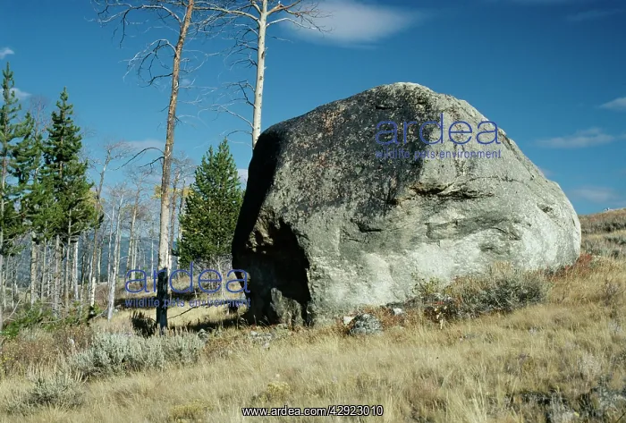 : Glacial Erratic - A huge boulder moved by ancient glacier : Glacial Erratic - A huge boulder moved by ancient glacier