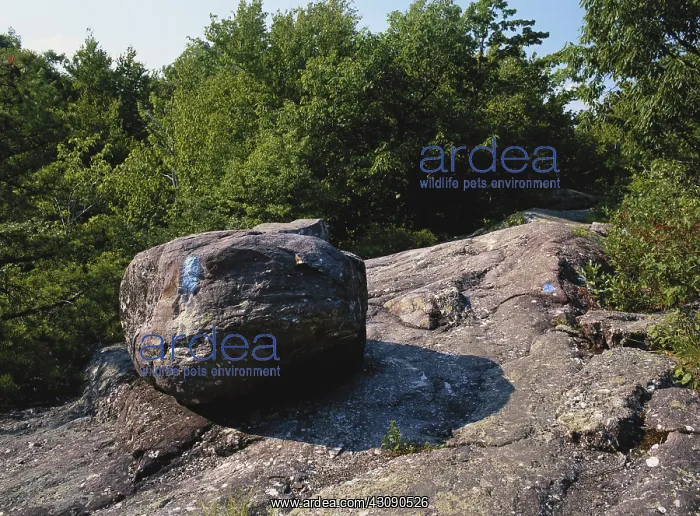 : Glacial Erratic, New Jersey : Glacial Erratic, New Jersey