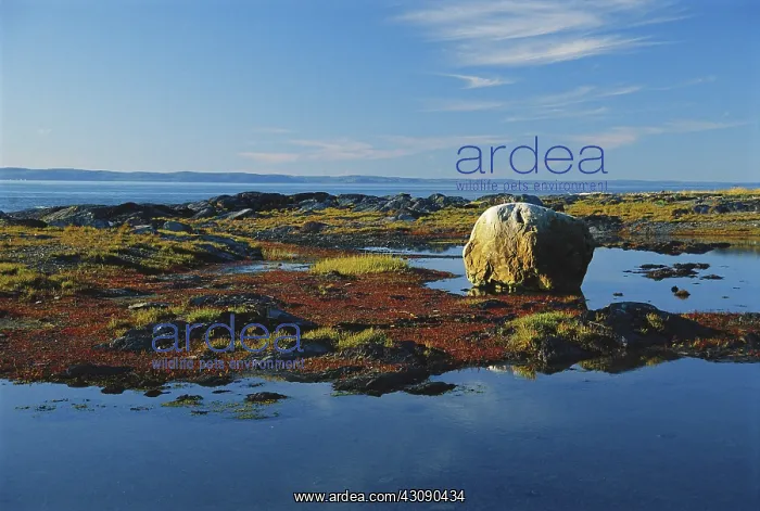 : Glacial Erratic, Quebec : Glacial Erratic, Quebec