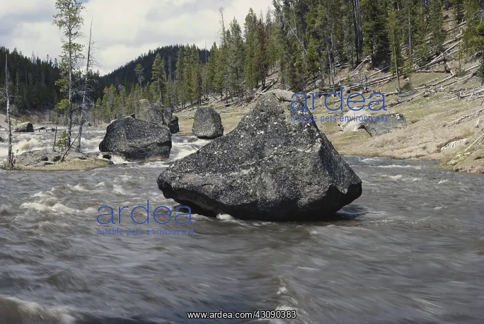 : Glacial Erratic, Yellowstone : Glacial Erratic, Yellowstone