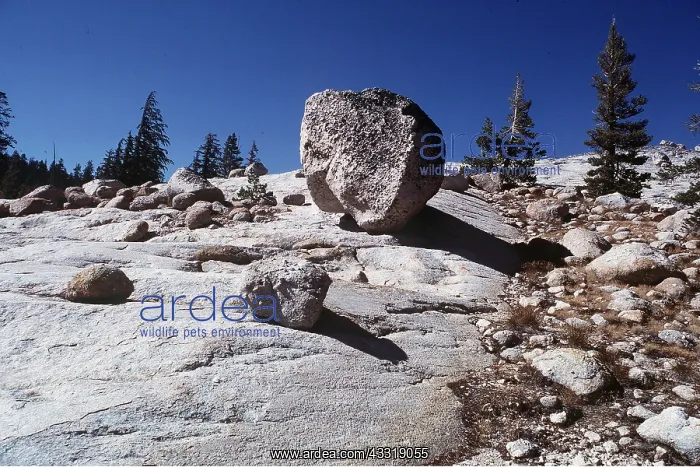 : GLACIAL ERRATICS : GLACIAL ERRATICS