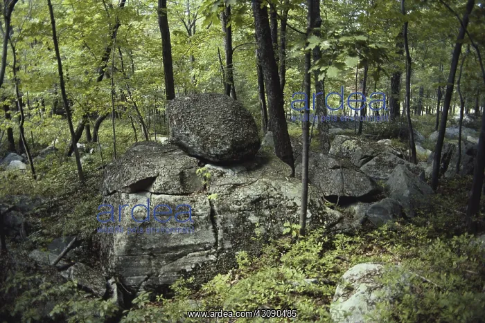 : Glacial Erratics, Pennsylvania : Glacial Erratics, Pennsylvania