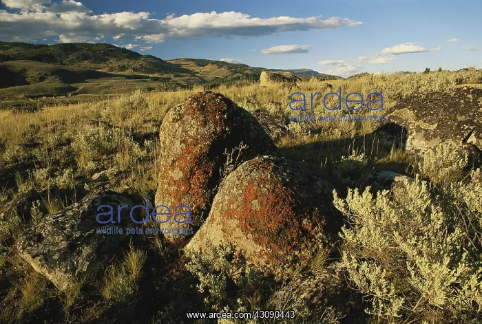 : Glacial Erratics, Yellowstone : Glacial Erratics, Yellowstone