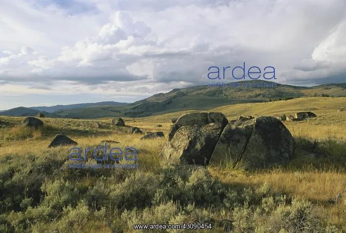 : Glacial Erratics, Yellowstone : Glacial Erratics, Yellowstone