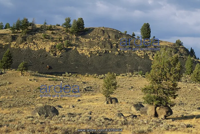 : Glacial Erratics, Yellowstone : Glacial Erratics, Yellowstone