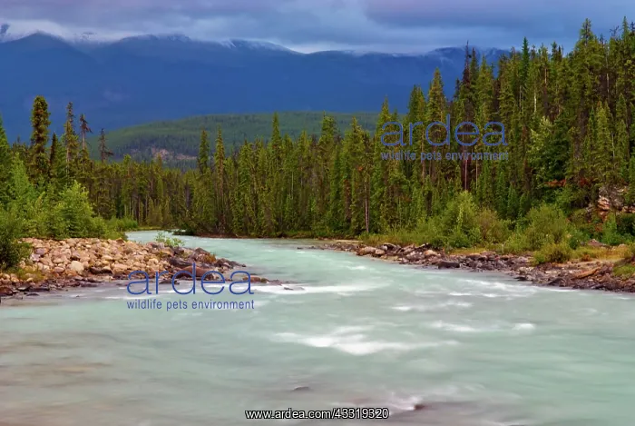 : Glacial flour Clouds the Whirlpool River : Glacial flour Clouds the Whirlpool River