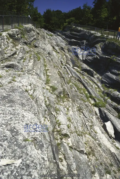 : Glacial Grooves in Limestone : Glacial Grooves in Limestone