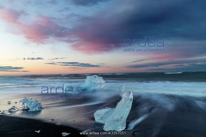 : Glacial ice in the surf along the Diamond Beach : Glacial ice in the surf along the Diamond Beach