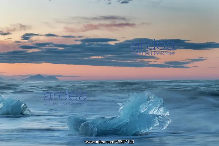 : Glacial ice in the surf along the Diamond Beach : Glacial ice in the surf along the Diamond Beach