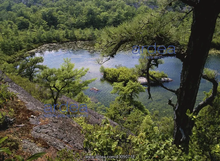: Glacial Pond in New Jersey : Glacial Pond in New Jersey