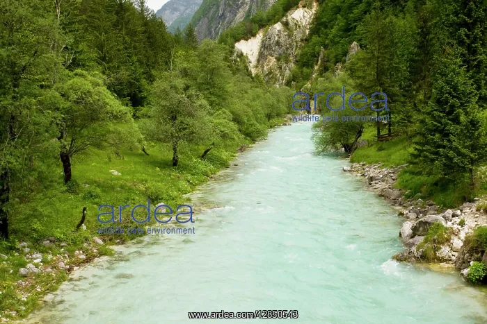 : Glacial river, heavily-coloured by glacial rock flour : Glacial river, heavily-coloured by glacial rock flour