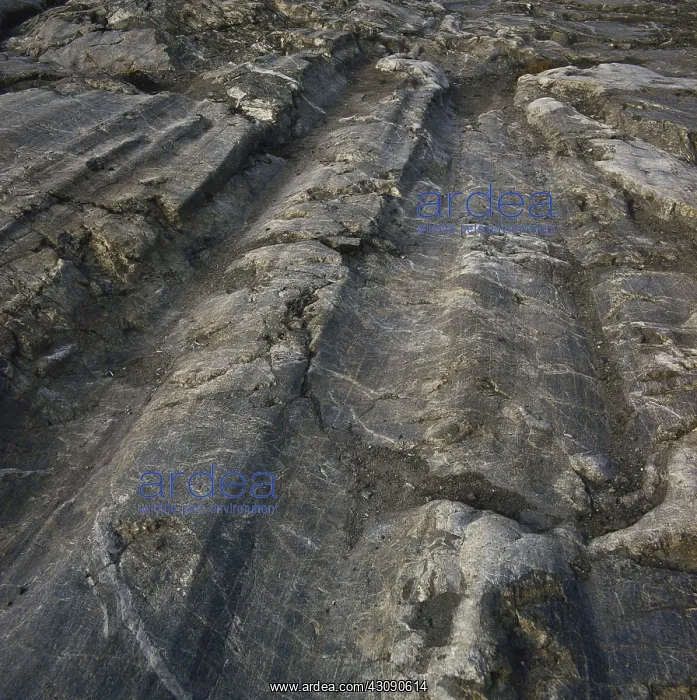  : Glacial Scoring