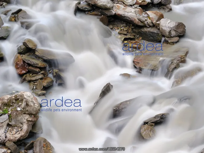 : Glacial stream Rotmoosache in the Otztal Alps in : Glacial stream Rotmoosache in the Otztal Alps in