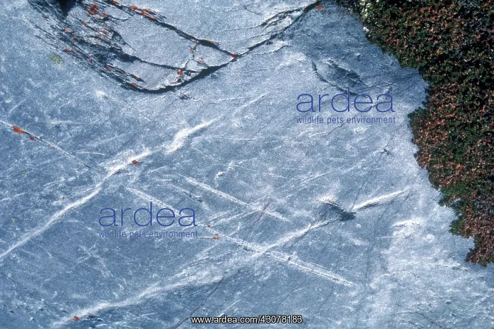 : Glacial Striations : Glacial Striations
