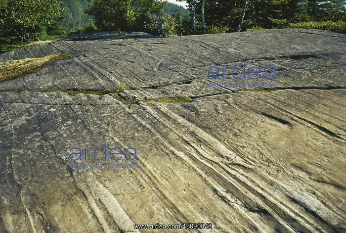 : Glacial Striations : Glacial Striations