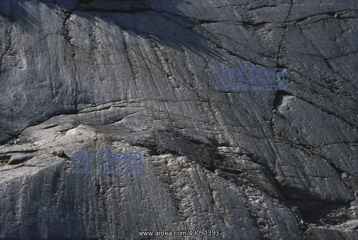 : Glacial Striations : Glacial Striations