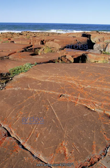 : Glacial Striations - on precambrian rock polished : Glacial Striations - on precambrian rock polished