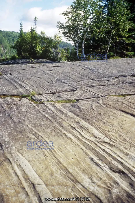 : Glacial Striations in Quebec : Glacial Striations in Quebec