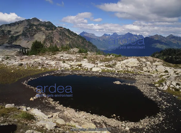 : Glacial Tarn, Washington : Glacial Tarn, Washington