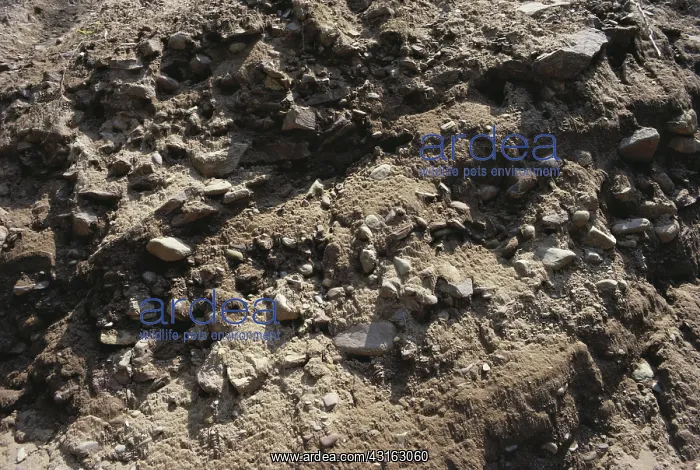  : Glacial Till