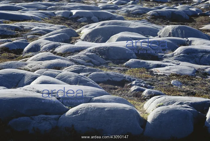 : Glacially Polished Rock : Glacially Polished Rock