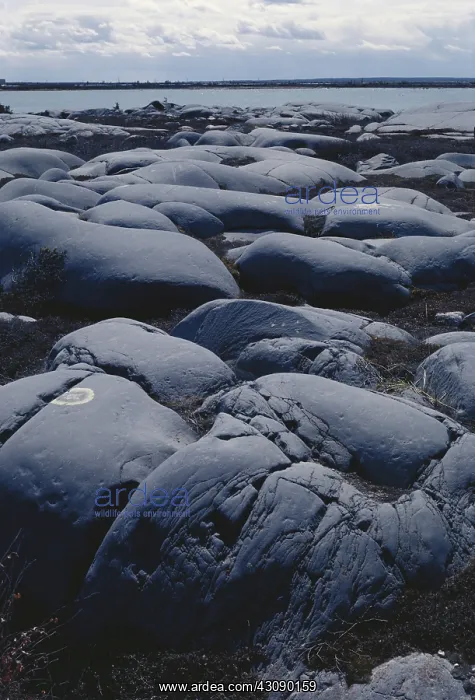 : Glacially Polished Rock : Glacially Polished Rock