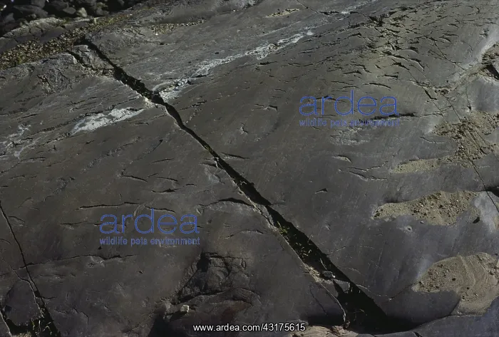  : Glacially Polished Rock