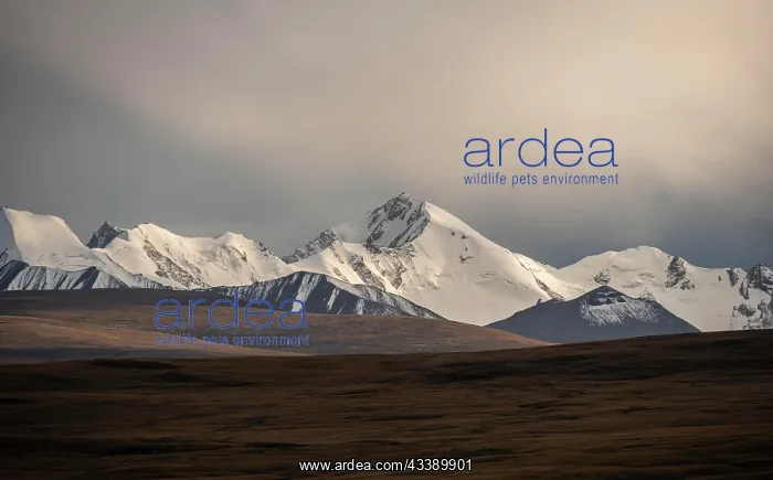  : Glaciated and snow-capped mountains in the evening