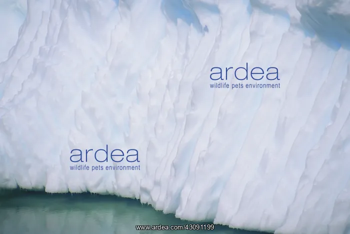 : Glacier Detail : Glacier Detail