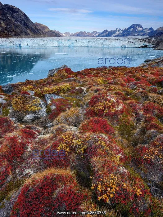  : Glacier (also called Apuseeq Glacier) Sermiligaaq Fjord