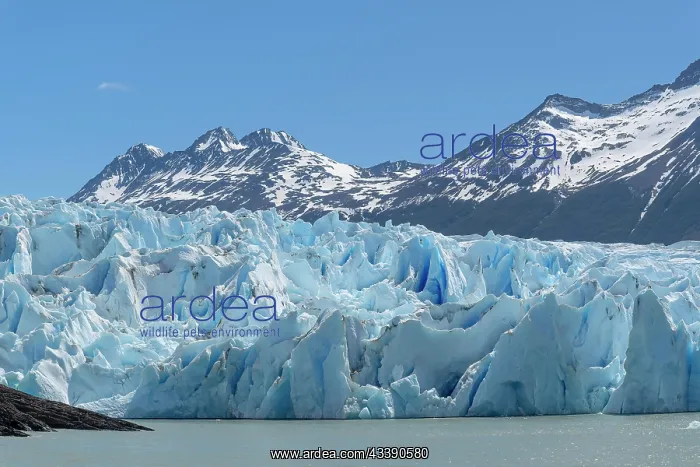 : Glacier, Andean mountain range, Lago Grey, Torres : Glacier, Andean mountain range, Lago Grey, Torres