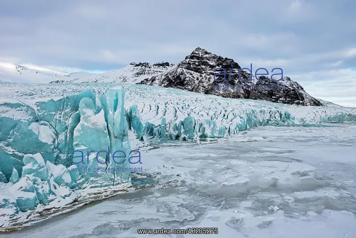 : Glacier break-off and snow-covered icebergs in t : Glacier break-off and snow-covered icebergs in t