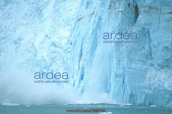 : GLACIER calving - ice breaks off from face of glacier : GLACIER calving - ice breaks off from face of glacier