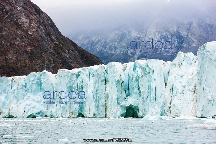 : Glacier collapse in Harefjord, Scoresbysund, East : Glacier collapse in Harefjord, Scoresbysund, East