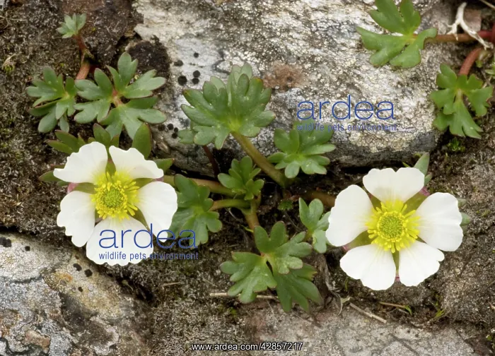 : Glacier crowfoot, in flower : Glacier crowfoot, in flower