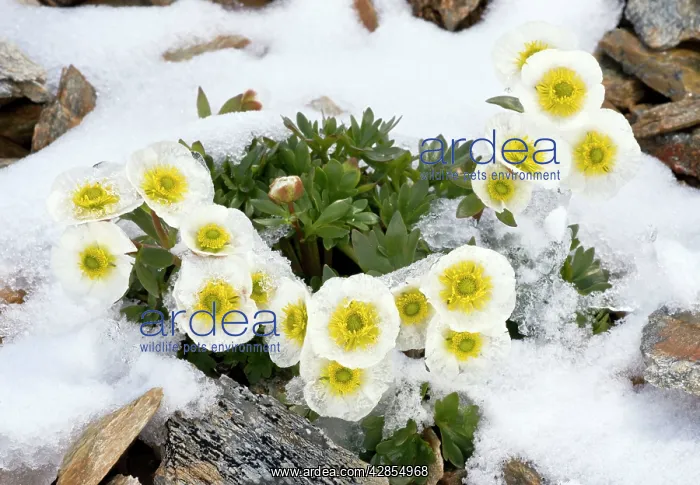 : Glacier Crowfoot - flowering through snow at high : Glacier Crowfoot - flowering through snow at high